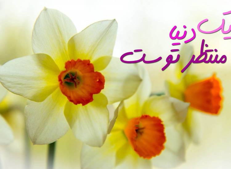 منتظر