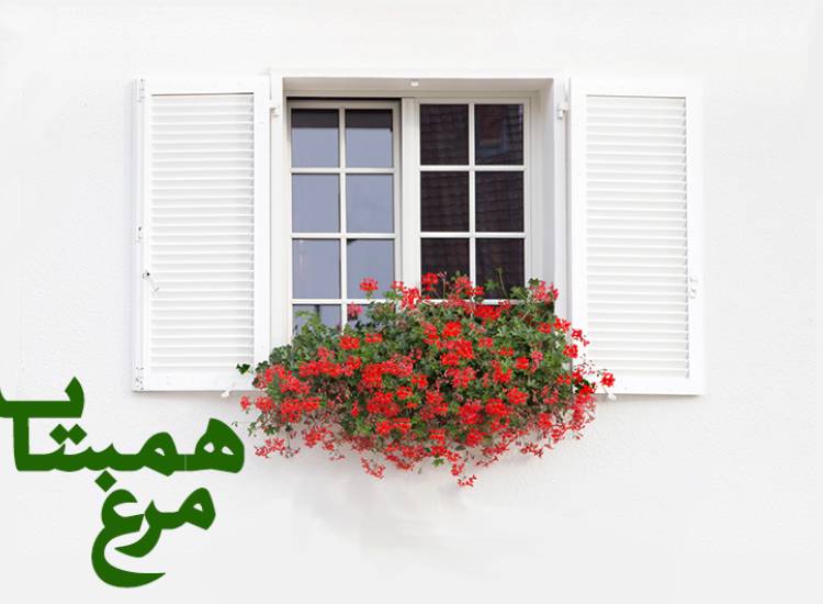 همسایه